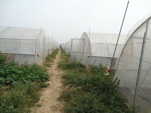 小规模室内黄粉虫养殖技术，探讨黄粉虫养殖的基础知识及操作方法
