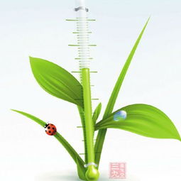 夏季种植幸福树需要注意哪些技巧，以确保其健康生长