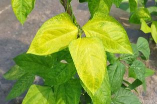 植物叶子发黑怎么办？如何恢复生机