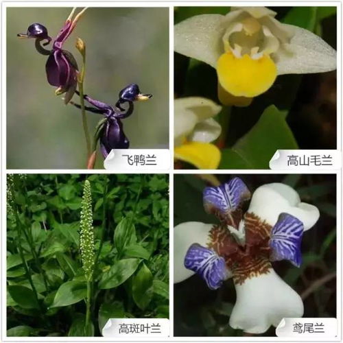 兰花品种鉴别图谱，识兰高手必备