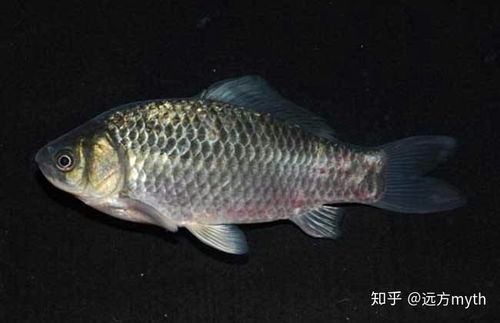 揭秘鲫鱼家族：鲤鱼与鲫鱼的品种差异大揭秘！