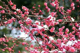 梅花移栽， 讲究时机