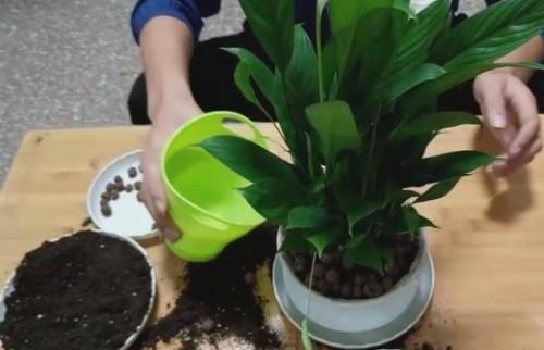 白掌为何黄叶烂根，如何有效防治病虫害