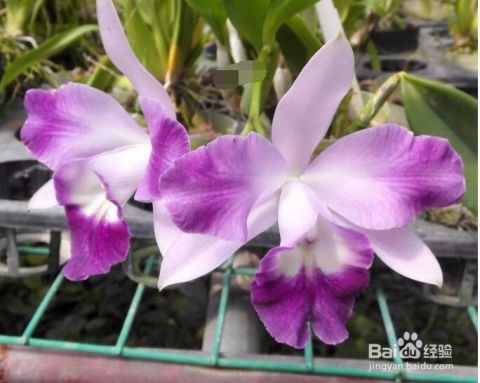 卡特兰开花后剪枝，前半部分嵌入核心关键词“花蕾”