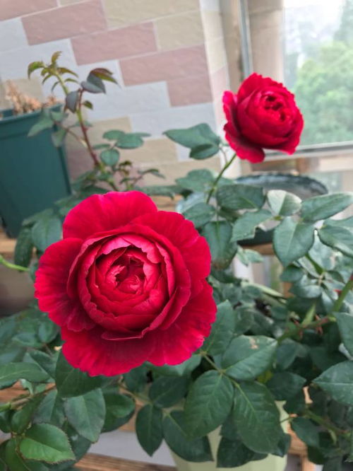 促花组合， 月季花开的秘密