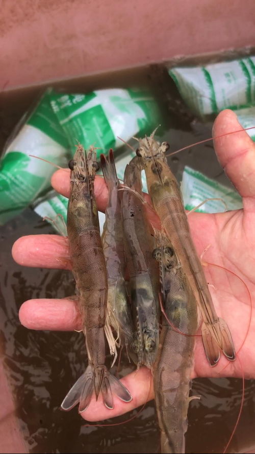 一万只南美白对虾一天应该喂多少南美白对虾颗粒饲料才能保证其健康生长？