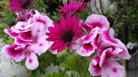 春天 花儿醒来了