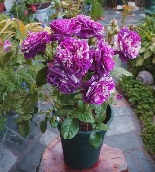 根系的养护与笋芽的生长