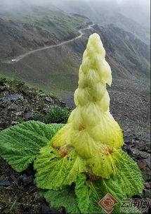 塔黄：高山的宝塔