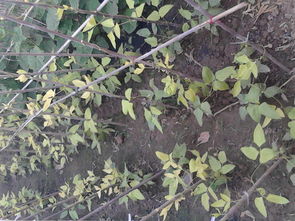 咋办啊，这豆叶子怎么办？