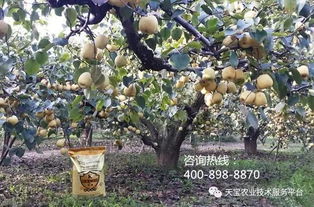 梨锈病，到底是啥病啊？