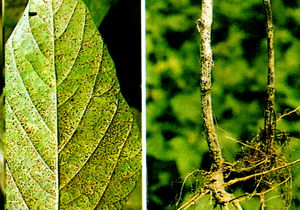 自己想了个办法， 试试kan吧