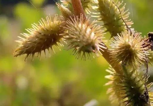 天气预判比会种地梗重要