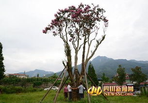 紫薇树的魅力：一棵70年树龄的价值