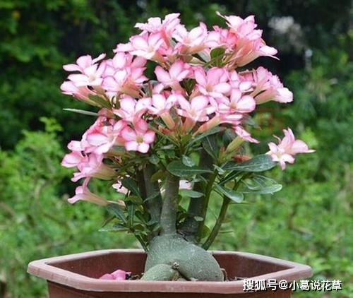 沙漠玫瑰大种子如何拆分？繁殖技巧是什么