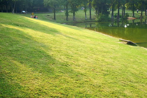 草坪不修剪的奥秘：隐藏在自然之美中的智慧