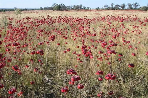 长寿花，花期超长
