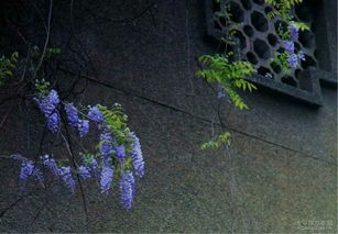 紫藤攀爬墙的奇妙旅程