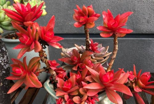 蟹爪兰：漂亮又好养的花卉