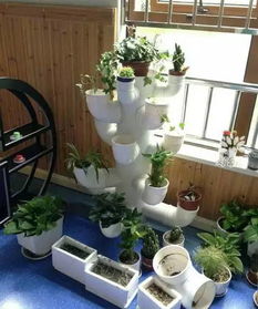 瓷盆透气性差， 选择植物有讲究