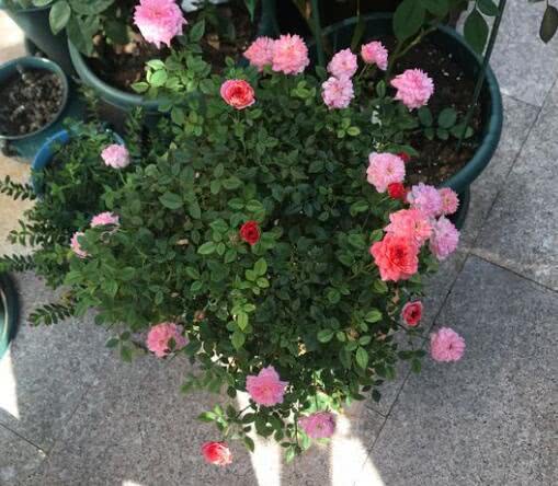 种植小贴士：小盆也嫩养出大花