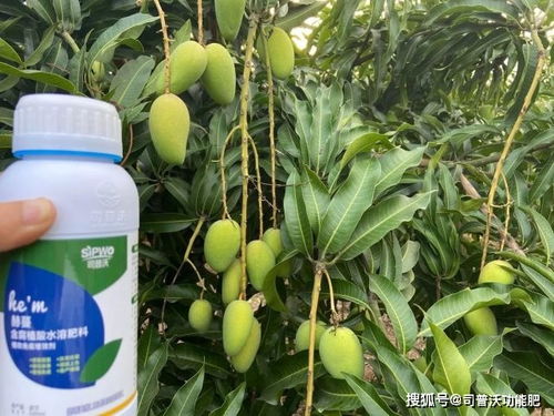 先正达精甲百菌清：防治作物病害的小Neng手