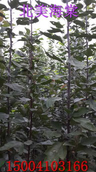 生长的环境，各有所爱