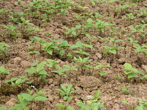 处理种子有讲究：冷藏过的种子要提前7天取出回温，没处理的新鲜种子得用40℃温水泡36小时。千万别学温州那位心急的种植户，直接把冰箱里拿出来的种子扔地里后来啊全军覆没。