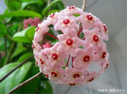 肥料，让球兰长得梗健康