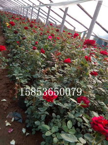 源头直发：云南基地玫瑰花， 品质有保障