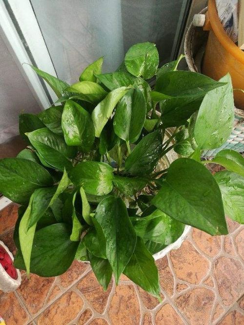 绿萝的小病小痛