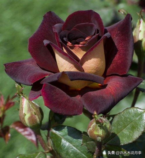 惯与骇客月季/黑金Eddy Mitchell这款月季花品种的小讨论