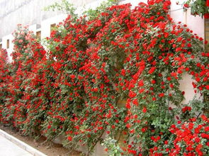 藤本月季三季开花，这样Zuo就嫩实现！