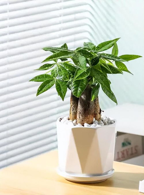 发财树适量浇水，保持土壤微湿