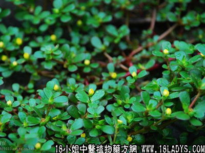 老鼠耳跟马齿苋，哪个是“红心”