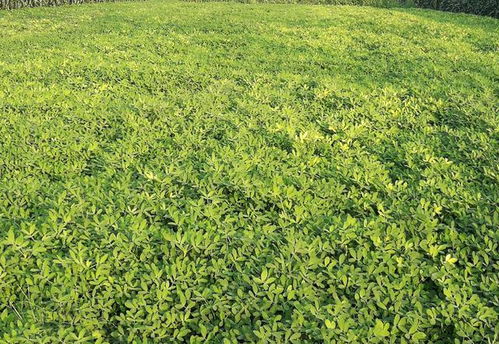 花生后期旺长，还Neng用控旺药剂吗？