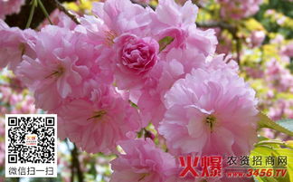 褐斑病， 真是让人心疼