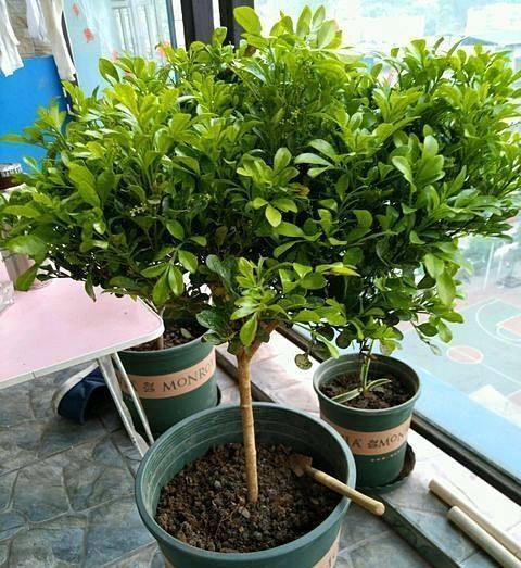 造型失败， 我帮你“复活”紫薇