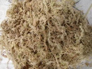 第一步：水苔消毒， 吸水大作战