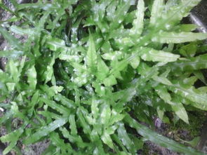 砖缝中的植物选择：耐旱与美观并重