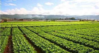 张家口风电场绿化教训