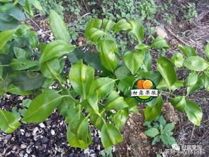 形态特征及品种