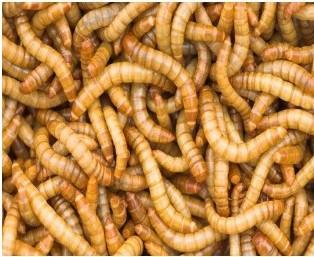 哪些昆虫适合作为宠物饲料，能提供哪些营养价值？