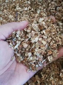 当归种子，一斤多少钱？这事儿得好好说道说道