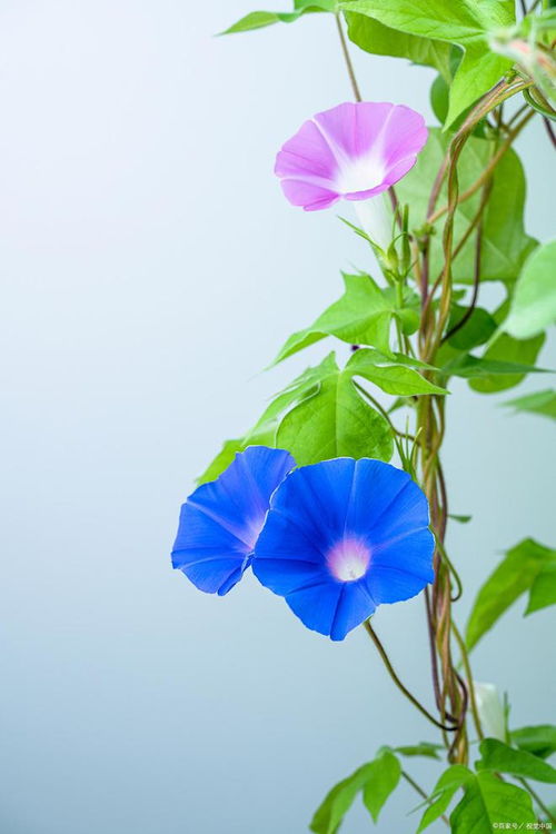 牵牛花，寓意爱情与坚韧