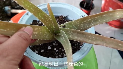 芦荟中间发黄，如何治疗才能恢复生机