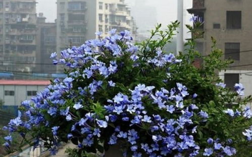 夏季牧草种植攻略：快速繁殖的草种推荐