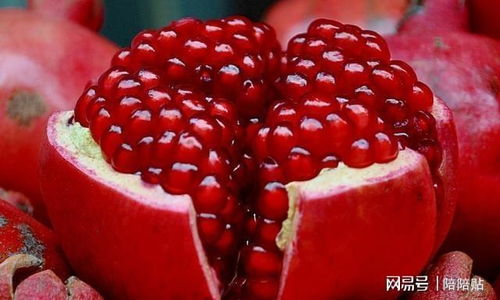 石榴扦插的最佳时间是什么时候？有哪些具体步骤和方法