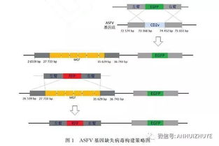 非洲猪瘟无药无疫苗，PCR检测如何实现早期预警？