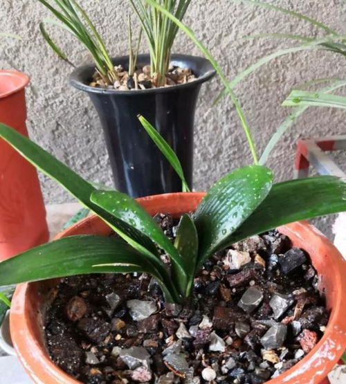 君子兰花烂根了怎么办？如何正确处理烂根的君子兰花